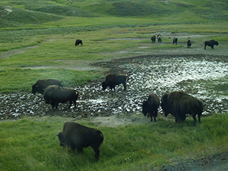 04-05-5 A group of bisons drinking water